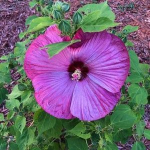 Meet your Posher, Cheri